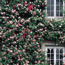 Constance Spry Award Winning Popular Searches David Austin Climbing Roses Climbing Roses English Roses