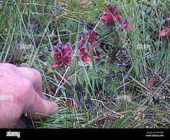 Image result for Indigofera sanguinea