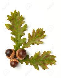 Quercus imbricaria (shingle oak) 2. Acorns And Oak Leaves Stock Photo Picture And Royalty Free Image Image 108659486