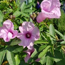 Image result for Ipomoea mauritiana