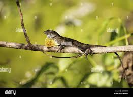 Image result for Commelina petersii