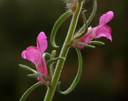 Image result for Misopates orontium