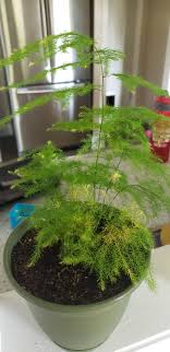 Its gardens, sledding, riverfront, and more! My Asparagus Fern Is Getting Yellow Tips She Has A Few New Stems Coming Up She Gets Indirect Light Misted And Watered When The Dirt Is Dry Plantclinic