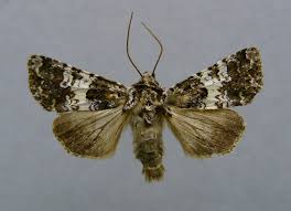 Image result for Hadena compta