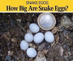 Theyll be able to help you determine what kind of eggs are in your backyard and help you keep your family, as well as the eggs, safe. How Big Are Snake Eggs What Do They Look Like