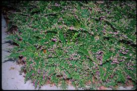 Image result for Cuphea hyssopifolia