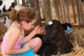 Dairy Guidelines Raising Calves Afimilk