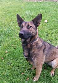 Belgian shepherd dog (malinois) puppies buy, buy belgian shepherd dog (malinois) breeders, belgian shepherd dog (malinois) dogs breed, belgian shepherd dog (malinois) dogs for adoption Rio The Belgian Malinois Needs A New Home Dawg