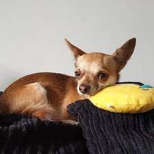 Taking Time Out Mychiandme Chihuahua Chihuahuasofinstagram Timeout Chihuahuas Of Instagram Chihuahua Love Cute Chihuahua Chihuahua Puppies