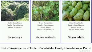 Image result for Cucumis bryoniifolius