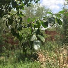 Image result for Dovyalis zeyheri