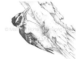 Simple Bird Of Paradise Drawing Hairy Woodpecker Pencil Sketch Bird Drawings Bird Graphic Drawings