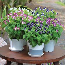 Image result for Torenia