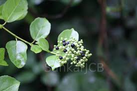 Image result for Premna velutina