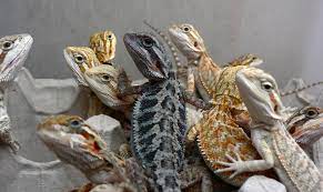 Do Black Beardie Babies Become Black Beardie Adults Bearded Dragon Org