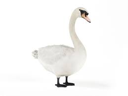 White Swan By Evermotion Highly Detailed Model Of Swan With All Textures Shaders And Materials It Is Ready To Use Just Put It Into Your Scene Model Passaros