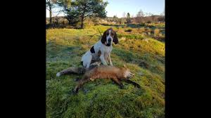 The halden hound gets its name from the southeastern norwegian town of halden. Fox Hunting With Norwegian Halden Hound Youtube
