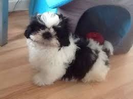 Regardless of the exact period, what's known is that this dog breed was eventually integrated into the. Shih Tzu For Adoption Colorado Shih Tzu Puppy Shihtzu Shih Tzu Puppy Shih Tzu Grooming Shih Tzu