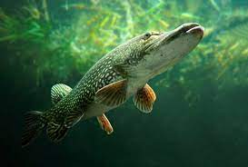 Habitats Of Freshwater Fish Species Threatened By Global Warming