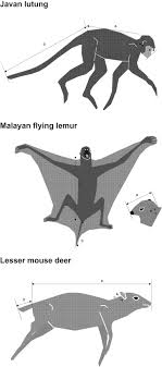 Difference between elk and caribou. The Notes On Mammal Carcasses Collected In Pangandaran Nature Reserve West Java Indonesia Sciencedirect