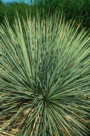 Image result for Centropodia glauca