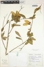 Image result for Securidaca longepedunculata