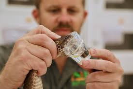 Health check for deadly death adder