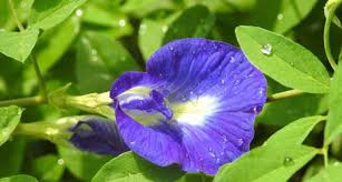 See full list on rootofscience.com Sejuta Manfaat Kembang Telang