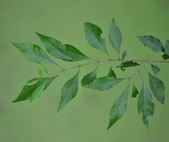 Image result for Uvaria acuminata