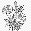 The foliage of the plant emits a musty odor that gnats and other flying insects detest. Https Encrypted Tbn0 Gstatic Com Images Q Tbn And9gctdnavxjlwu2sbba1alzzia1qfcebnz9cbmj7mpybyic0f7hjc8 Usqp Cau