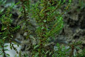 Image result for Ammannia baccifera