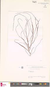 Image result for Aneilema nyasense