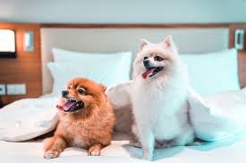 For your request dog bakery near me we found several interesting places. Pet Friendly Places In Dubai Things To Do Time Out Dubai