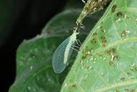 The types of flies the average individuals crosses paths with on a daily basis, from your basic house fly to mosquitoes and gnats, are defined by having two wings. Green Lacewing Entomology
