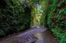Redwood national park is split up into several different units spanning about 140 miles along the california coast. 23 Best Things To Do In Redwood National And State Parks Tips For Visiting Roadtripping California