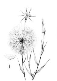 Black And White Pencil Drawings Of Flowers Dandelion Sketch Wild Flower Clipart Hygge Line Drawing Etsy In 2020 Pencil Drawings Of Flowers Flower Line Drawings Flower Art Drawing