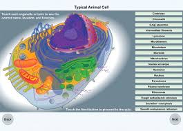 Check spelling or type a new query. Cell Biology Apps For Apple Devices Cbe Life Sciences Education