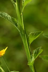 Image result for Calostephane divaricata