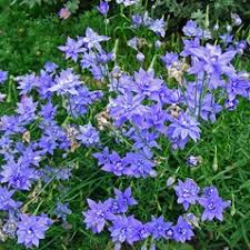 Image result for Wahlenbergia persimilis