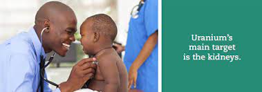 Normal functioning of the kidney, brain, liver, heart, and numerous other systems can be affected by uranium exposure, because uranium is a toxic metal. Uranium Toxzine Atsdr