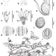 Image result for Ixora kalehensis