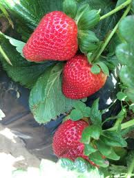 Maybe you would like to learn more about one of these? Yummy Picture Of U Pick Carlsbad Strawberry Company Tripadvisor