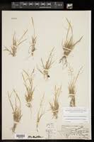 Image result for Sporobolus coromandelianus