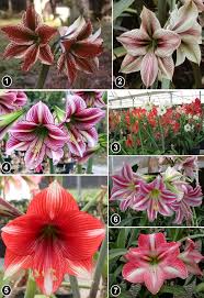 Image result for Hippeastrum sp. cultivars