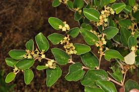 Image result for Rhamnaceae