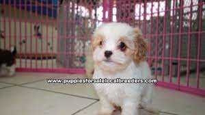 We did not find results for: Puppies For Sale Local Breeders Gorgeous Coton Poo Puppies For Sale In Atlanta Georgia Ga Coton De Tulear And Toy Poodle Mix At Lawrenceville Puppies For Sale Local Breeders