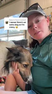 Castle the Dog's Fun Staycation