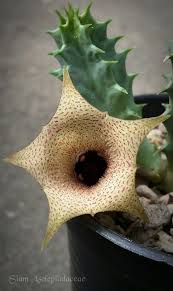 Image result for Huernia longituba