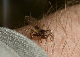 Jak wygląda i jak go zwalczać? Slady Po Ugryzieniu Infozdrowie24 Pl