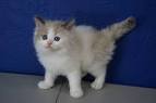 Excellent Ragdoll Kittens for Sale in Ashburn, Virginia ...